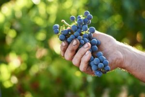 viticulture world controversy
