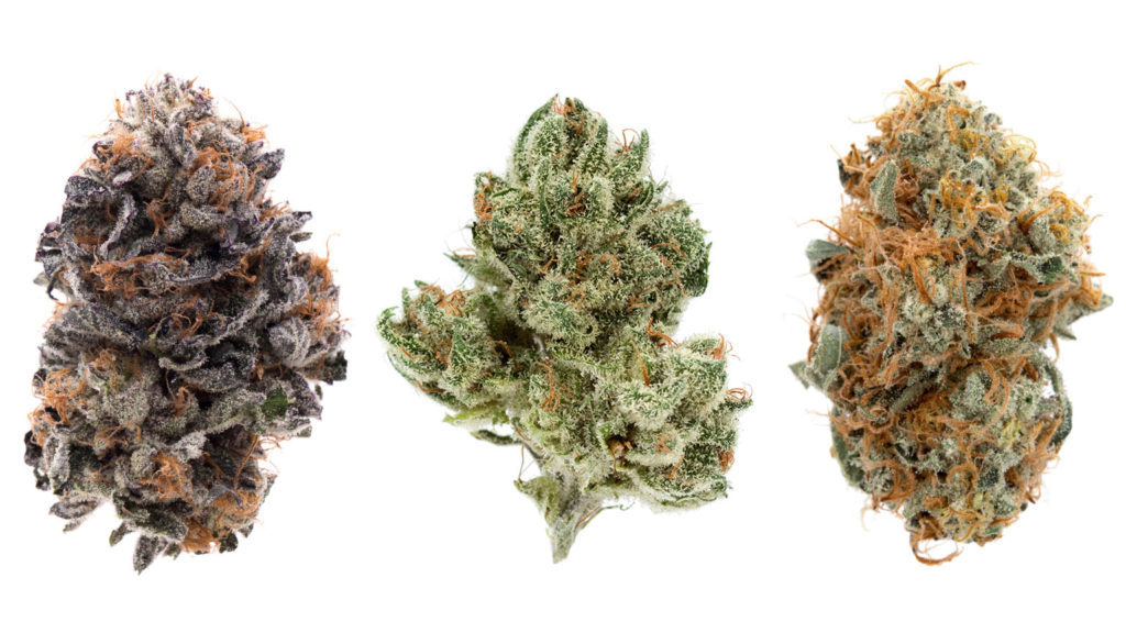 Variety Of Cannabis