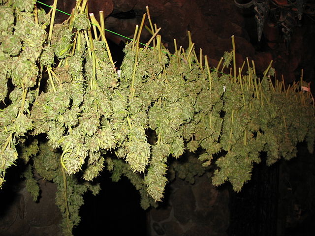 Curing Cannabis