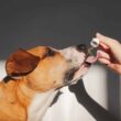 A Brief Guide on Arthritis and Pain-Relieving Cbd Products for Dogs