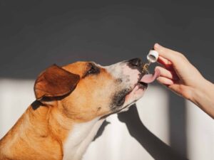 A Brief Guide on Arthritis and Pain-Relieving Cbd Products for Dogs
