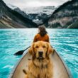 Pet Care Tips to Follow when You Are on A Vacation