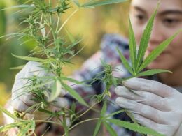 The Science of Cannabis Growth: Understanding the Biology Behind Plant Development