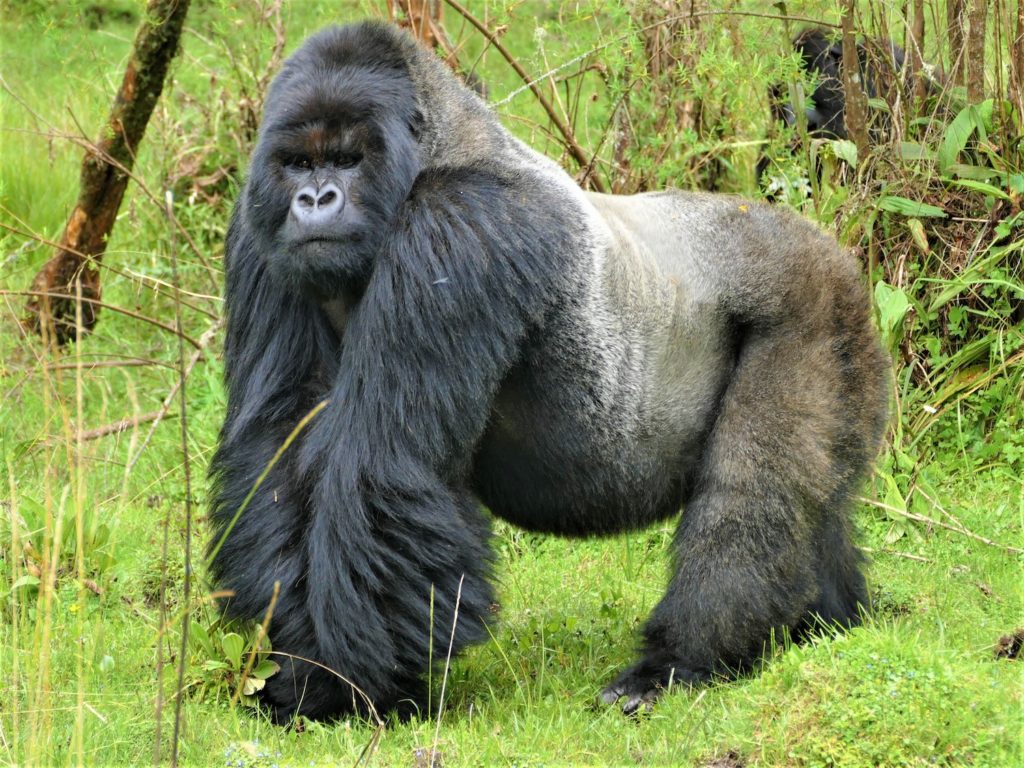 How Much Could a Gorilla Bench Press